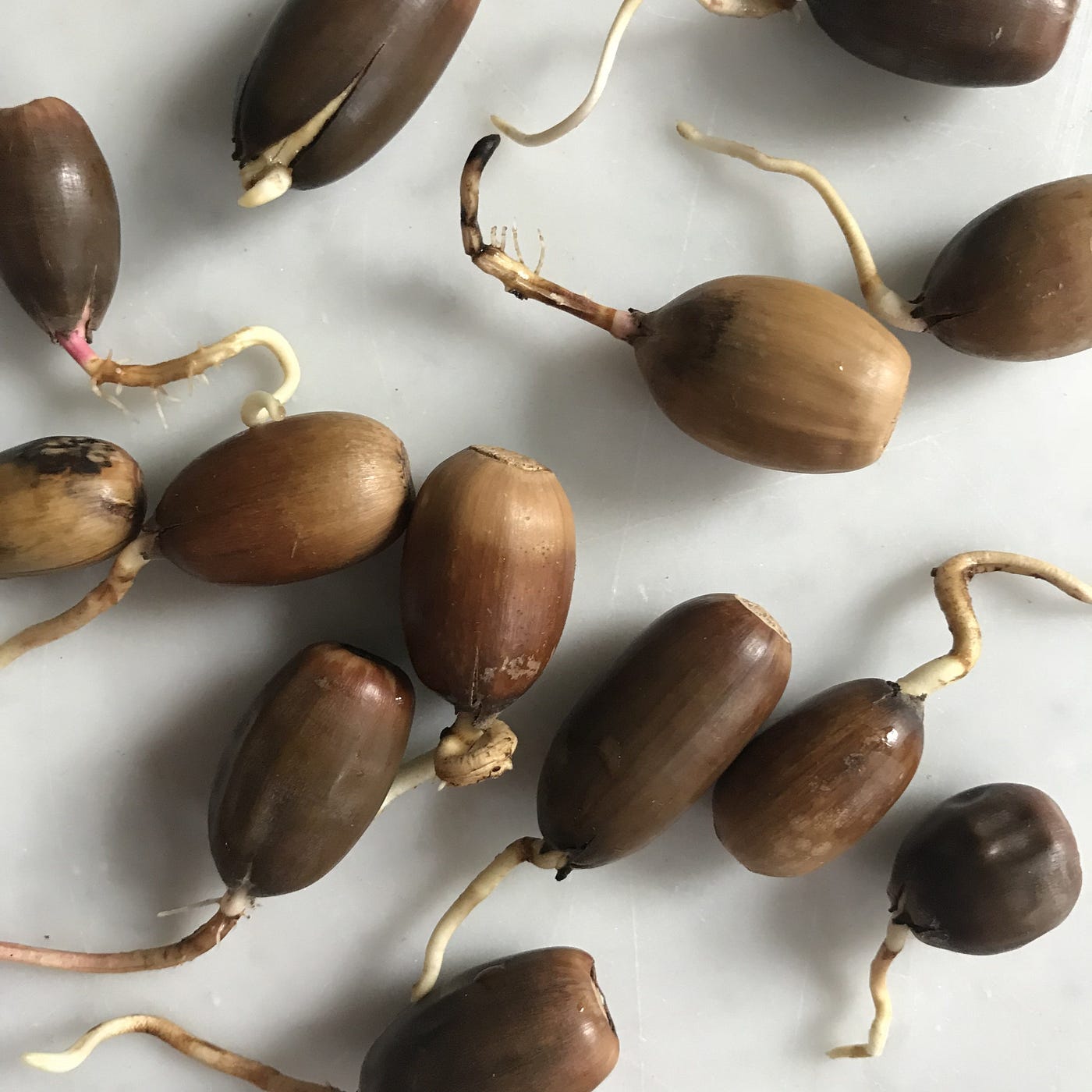 How to germinate your oak tree acorn