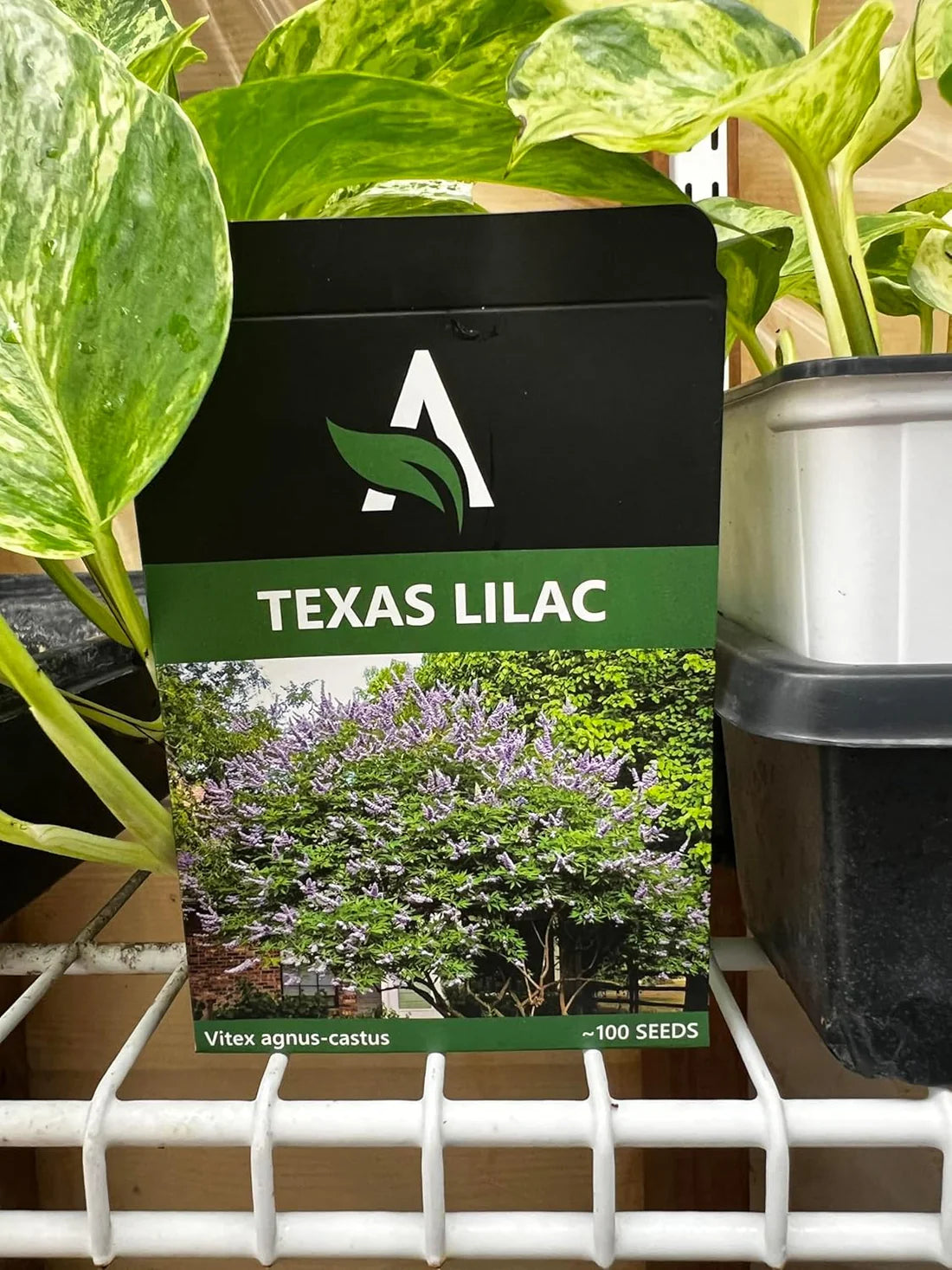How to cold moist statify your Texas Lilac (Vitex, Chaste Tree)