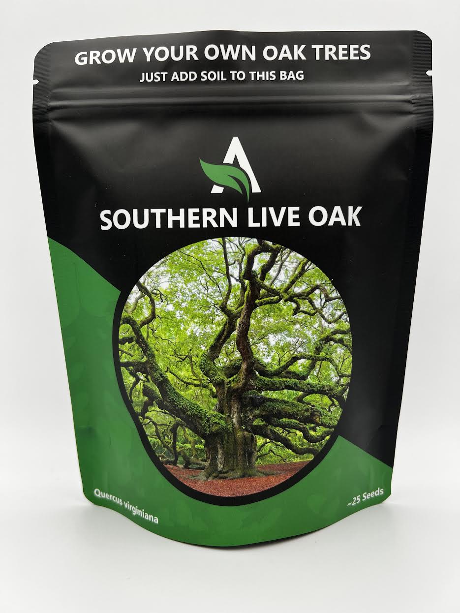 Southern Live Oak - Grow Your Own Oak Trees - Quercus Virginiana