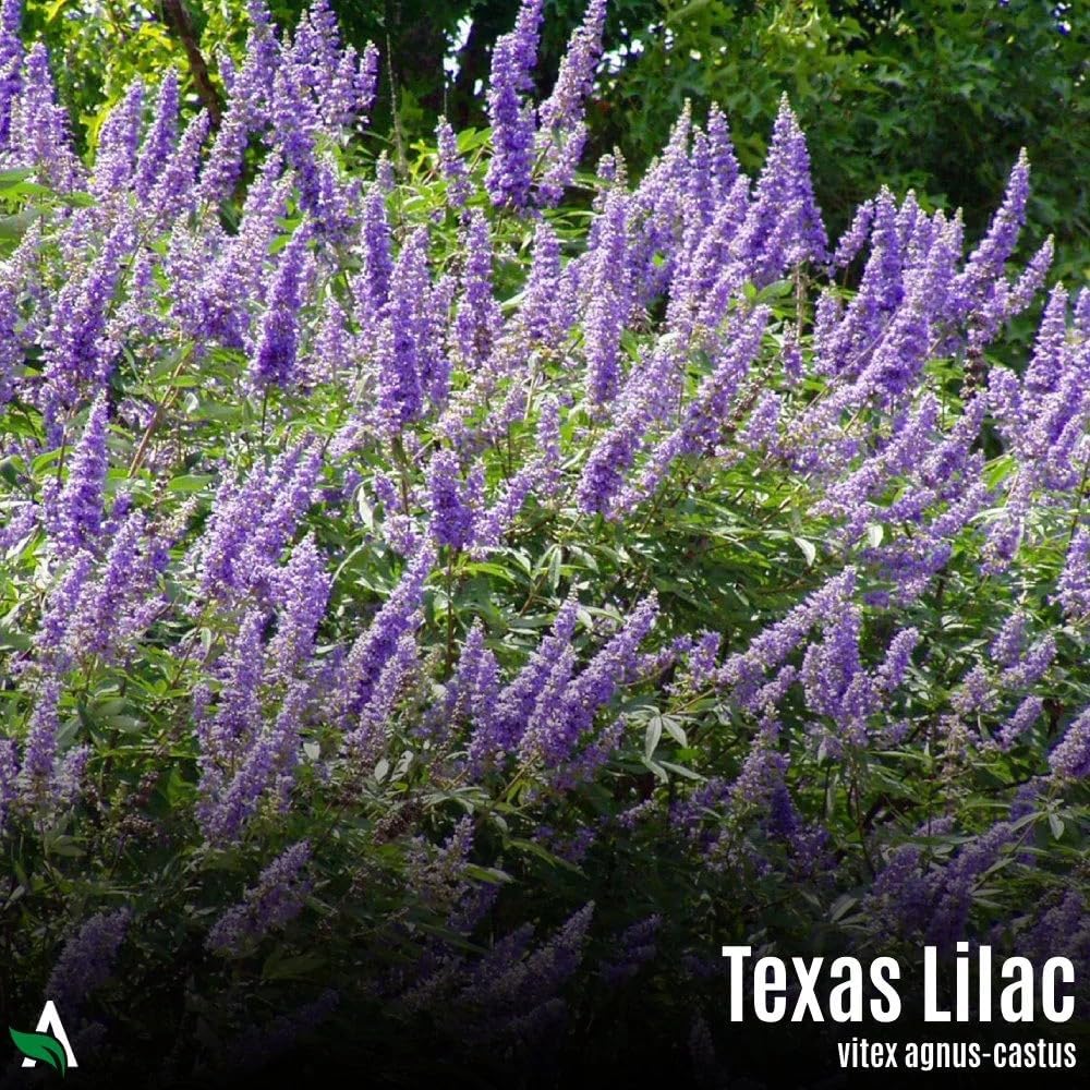 Texas Lilac (Chaste Tree): Vitex agnus-castus - 100 Seeds