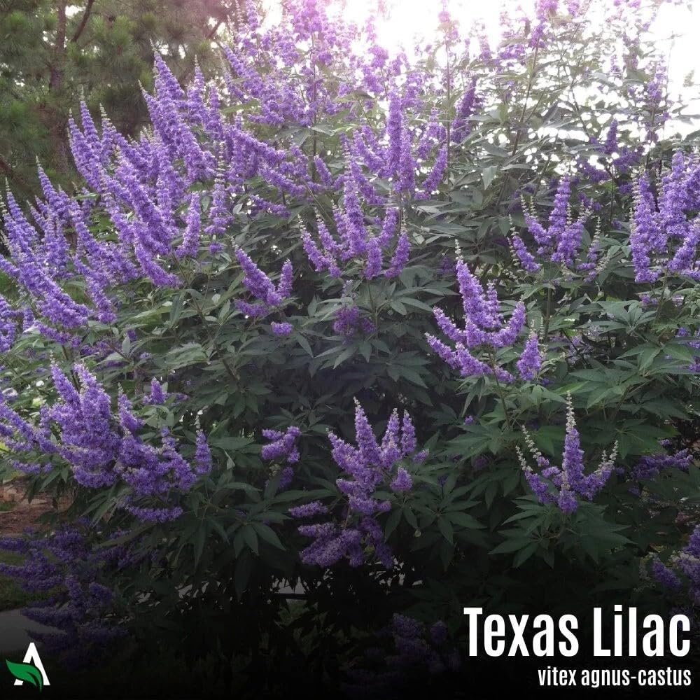 Texas Lilac (Chaste Tree): Vitex agnus-castus - 100 Seeds